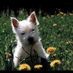 west-highland-terrier-6