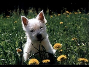 west-highland-terrier-6