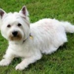 west-highland-terrier-7