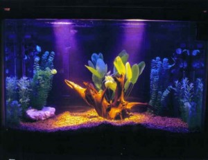 aquario-de-peixes-1