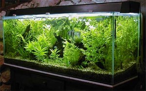 aquario-de-peixes-14
