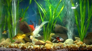 aquario-de-peixes-16