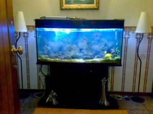 aquario-de-peixes-17