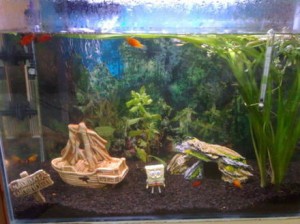 aquario-de-peixes-19