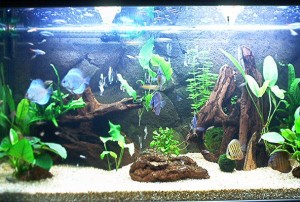 aquario-de-peixes-2