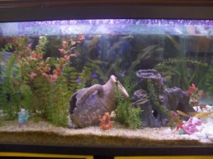 aquario-de-peixes-22