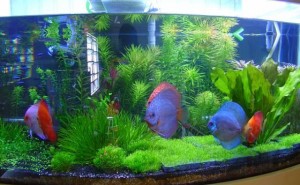 aquario-de-peixes-23