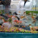 aquario-de-peixes-24