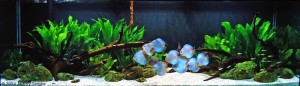 aquario-de-peixes-25