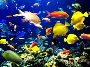 aquario-de-peixes-26