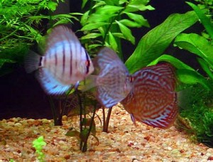 aquario-de-peixes-27