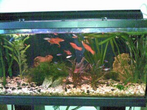 aquario-de-peixes-28