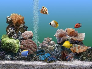 aquario-de-peixes-3
