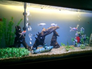 aquario-de-peixes-5