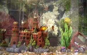 aquario-de-peixes-6