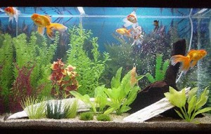 aquario-de-peixes-7