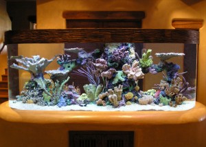 aquario-de-peixes-8