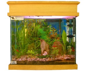 aquario-de-peixes-9