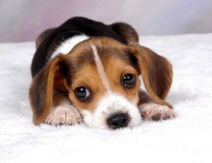 filhotes-de-cachorro-15