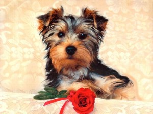 filhotes-de-cachorro-17