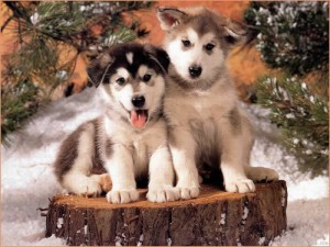 filhotes-de-cachorro-2