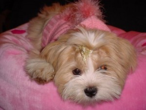 filhotes-de-cachorro-22