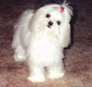 filhotes-de-cachorro-24