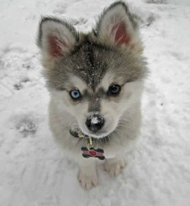 filhotes-de-cachorro-3