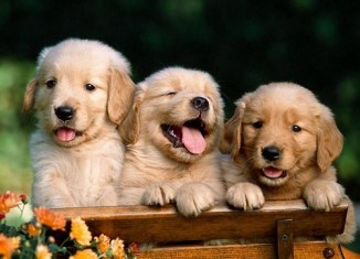 Filhotes de Golden Retriever