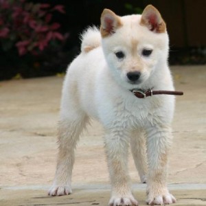 filhotes-de-cachorro-8