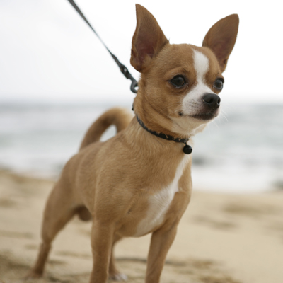 Cachorro Chihuahua