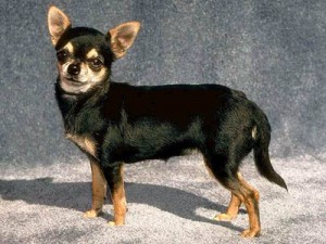 chihuahua-5