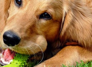 Golden Retriever