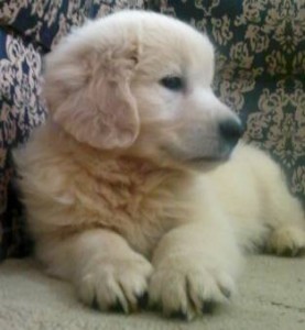 golden-1