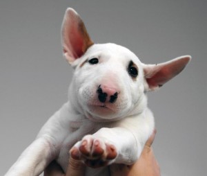 bull-terrier-1
