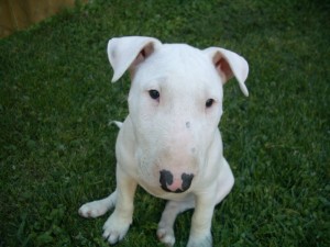 bull-terrier-10
