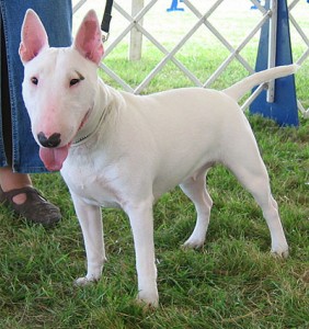 bull-terrier-12