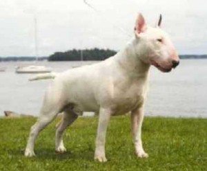 bull-terrier-15
