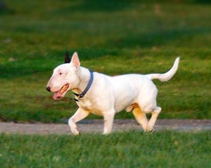 bull-terrier-17