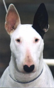 bull-terrier-18