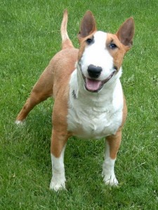 bull-terrier-4