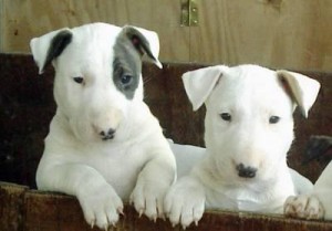 bull-terrier-6