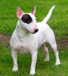 bull-terrier-7