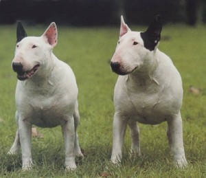 bull-terrier-8