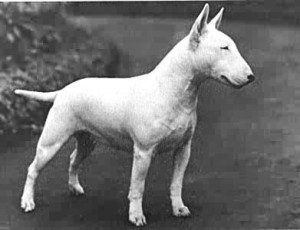 bull-terrier-9