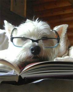 Cachorros Inteligentes