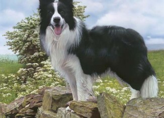 Border Collie