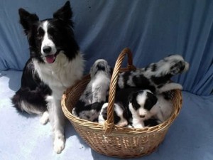 border-collie-1