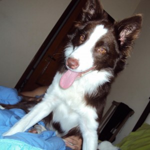 border-collie-13