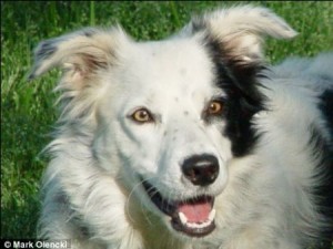 border-collie-14